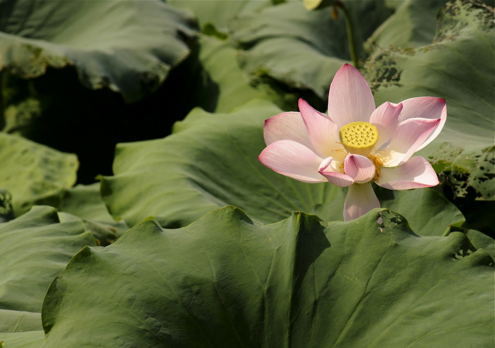 Lotus blossom, Queshan Park, Liuzhou, Guangxi, China