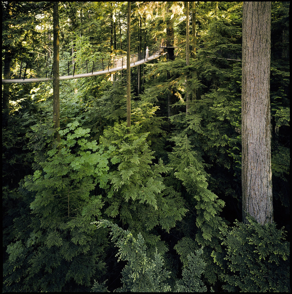 Treetops Walkway, Capilano Suspension Bridge, Vancouver, BC, Canada