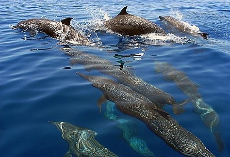 Copy of Copy of Dolphins