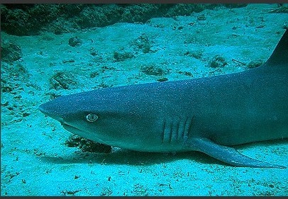 White-tipped Reef Shark
