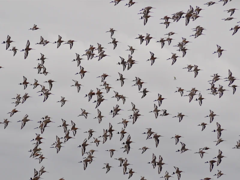 twitter godwits.jpg