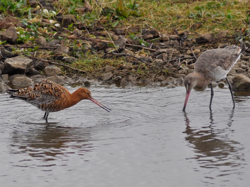 twitter male female godwits.jpg
