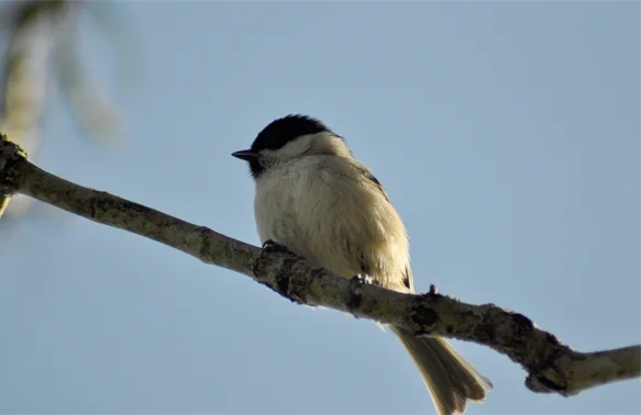 twitter willow tit.jpg