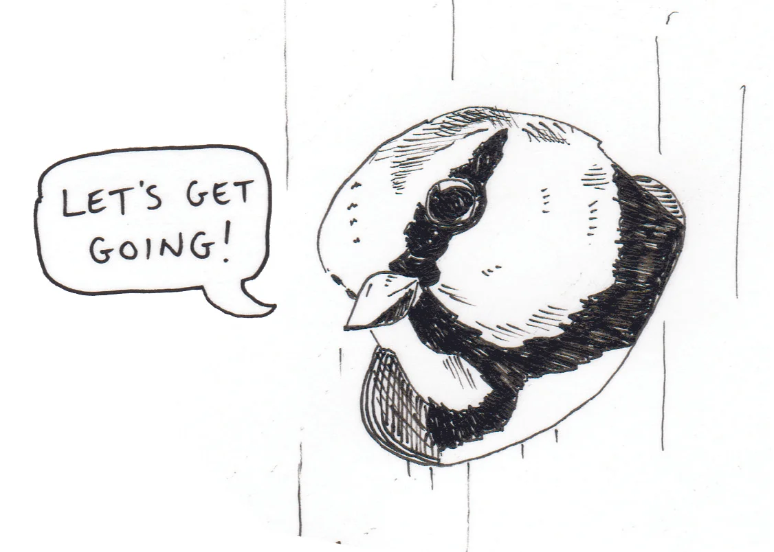 Blue tit.jpg