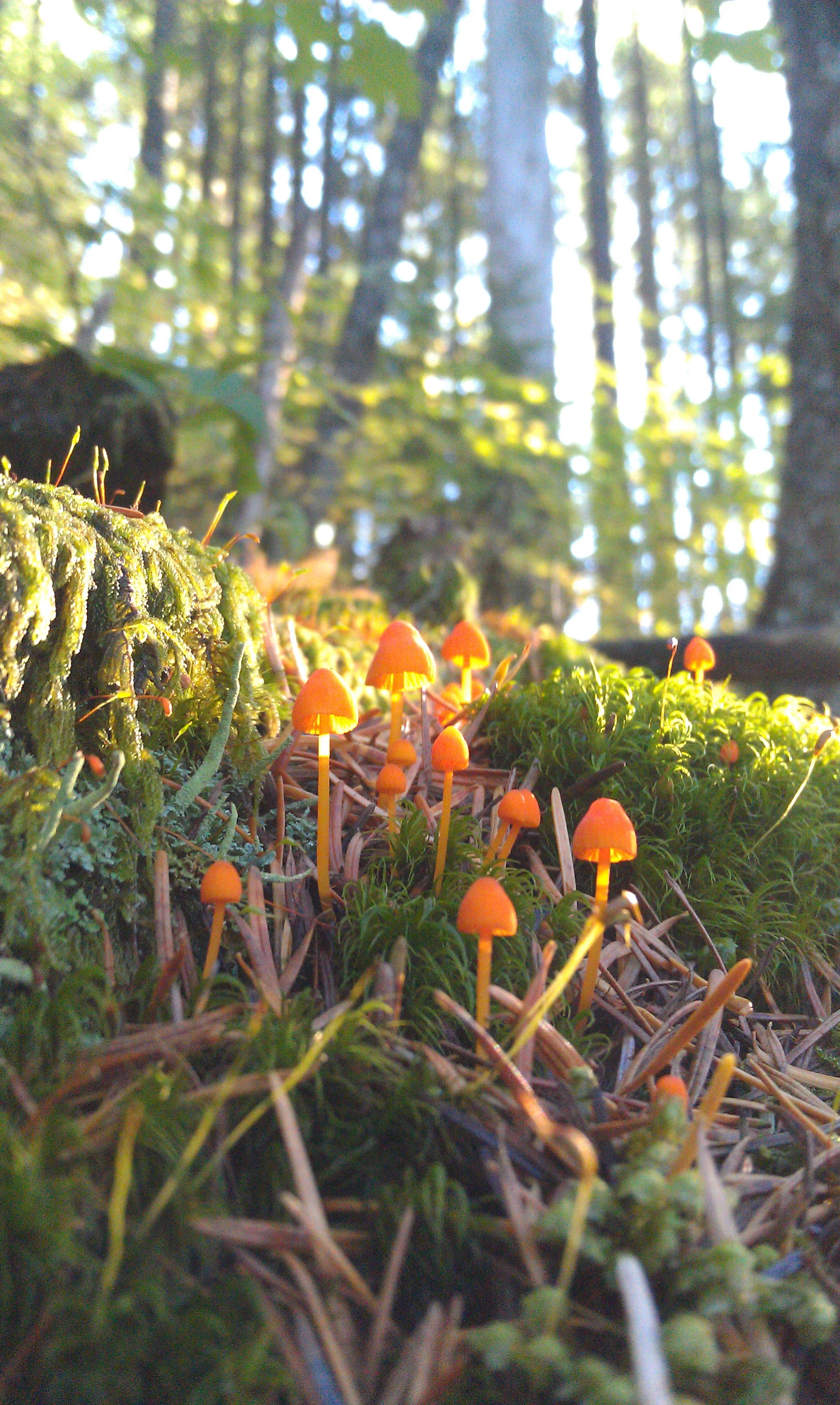 20141019_TinyOrangeMushroomsMycena_strobilinoides_IMAG0936.jpg