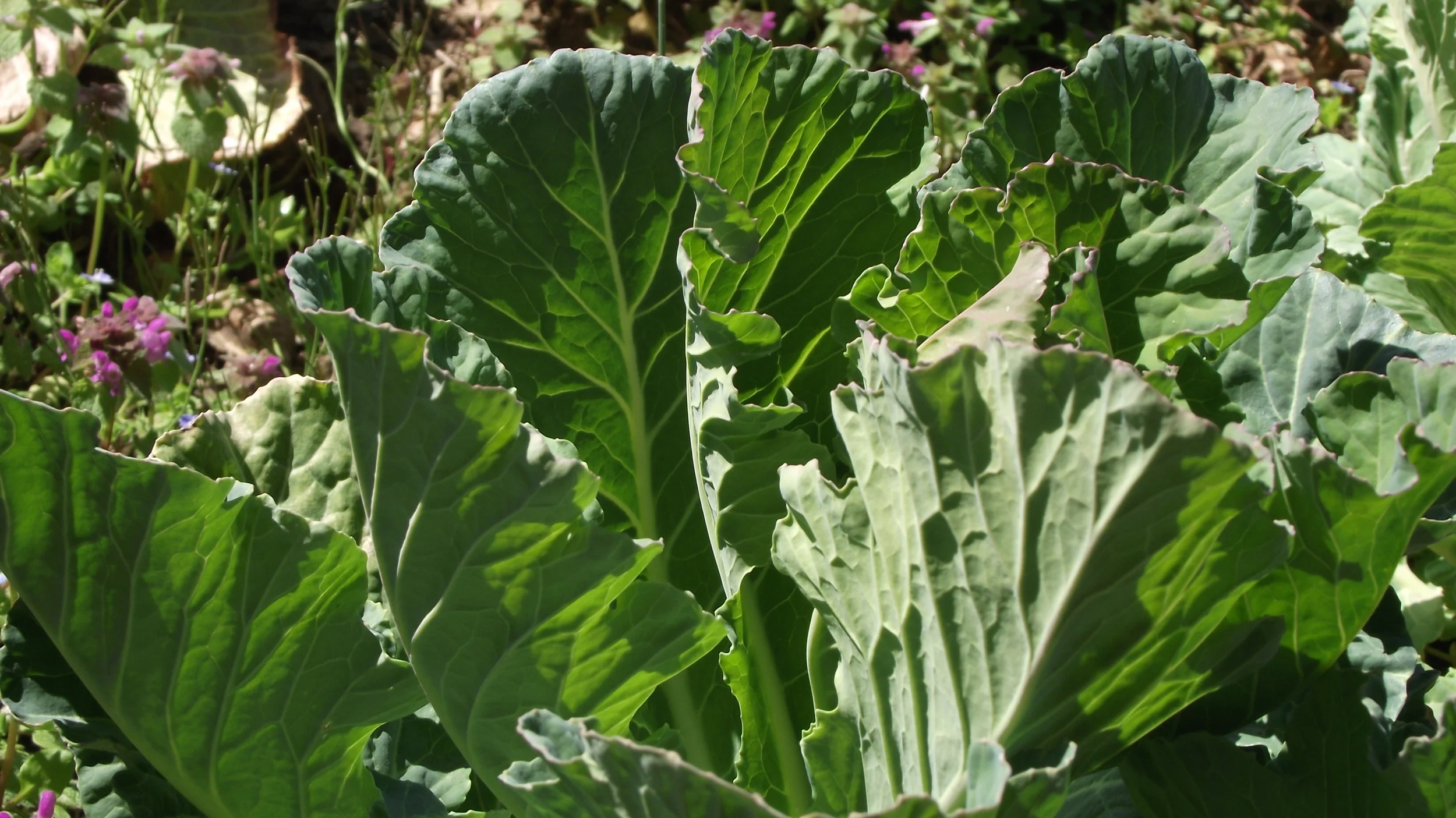 Collard greens growing on our River Creek Farm