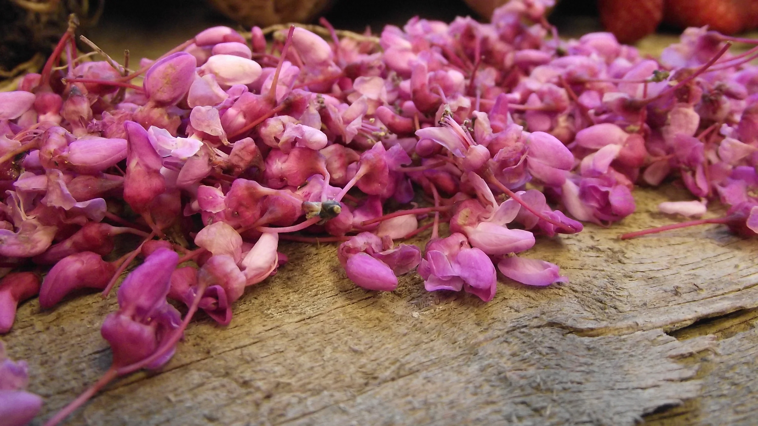 Redbud blooms
