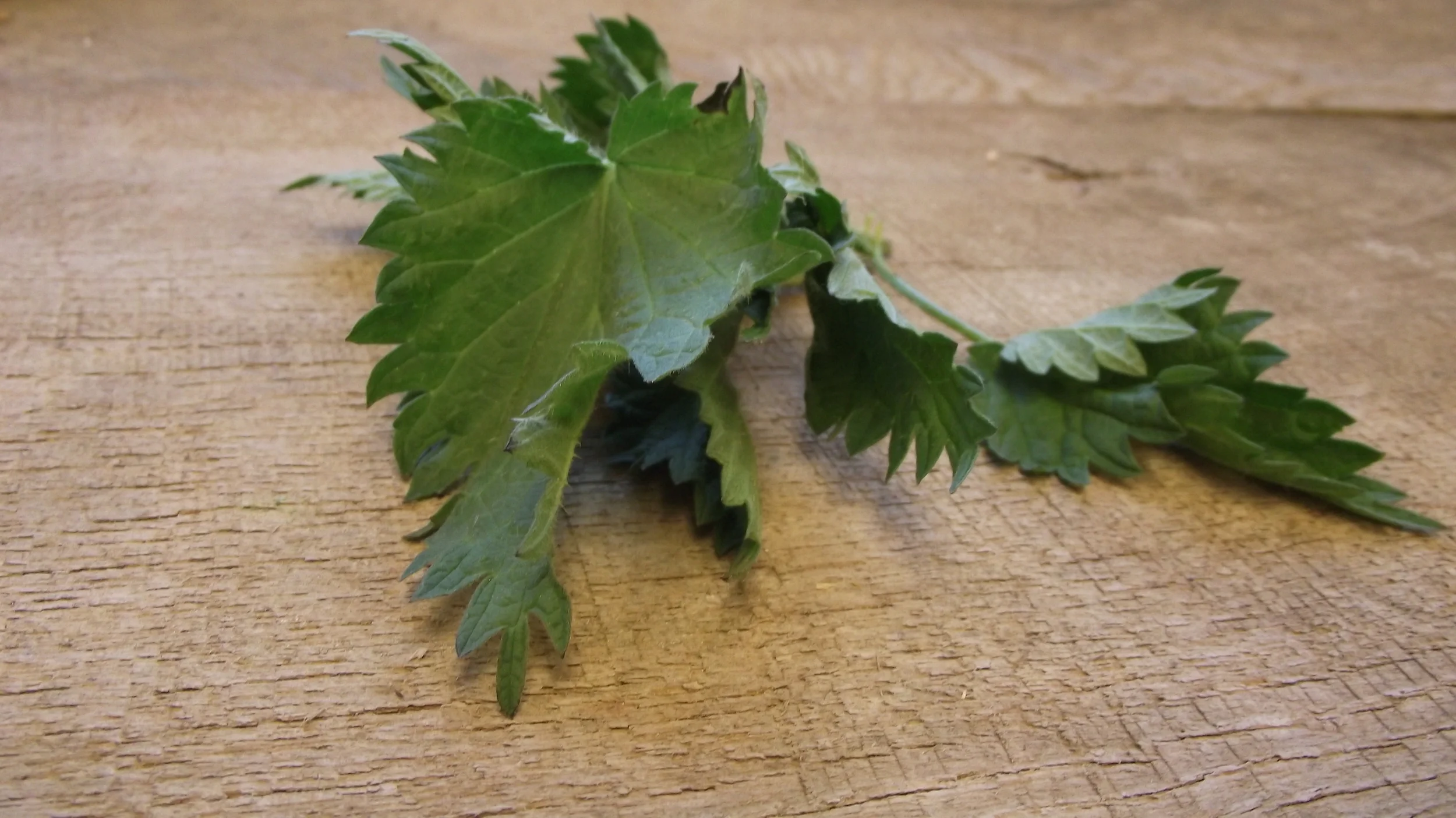 Nettles