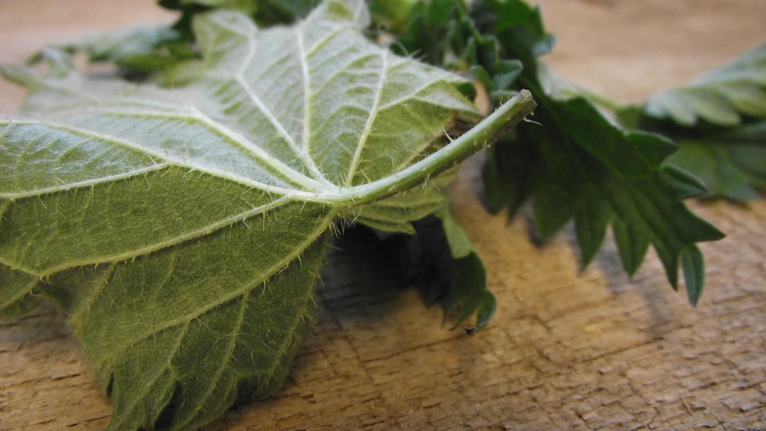 Stinging Nettles are prickly but don't let them scare you away.