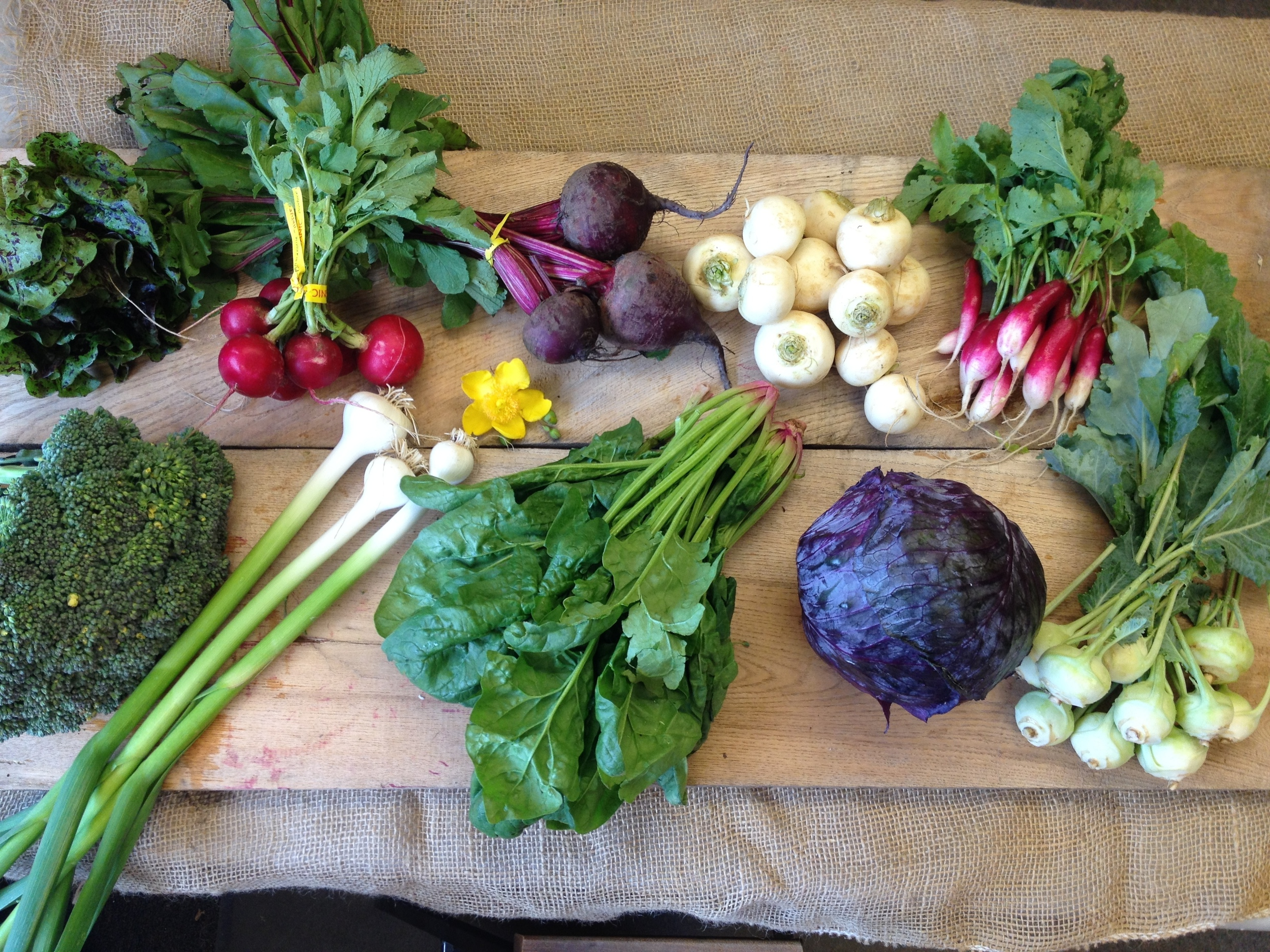 Southern Comfort Family- Lettuce (speckled bib shown), radishes, beets, hakurei turnips, french breakfast radishes, broccoli, green garlic, spinach, red cabbage, grab bag item (Kohlrabi shown, also available; peas or collard greens)