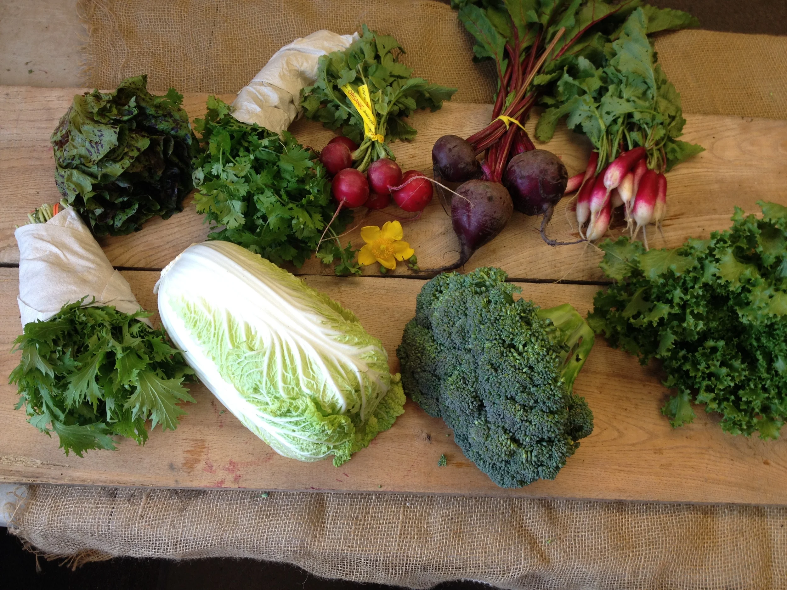 Spice of Life small- Lettuce, herbs, red radishes, beets, French breakfast radishes, mizuna, napa cabbage, broccoli, endive.