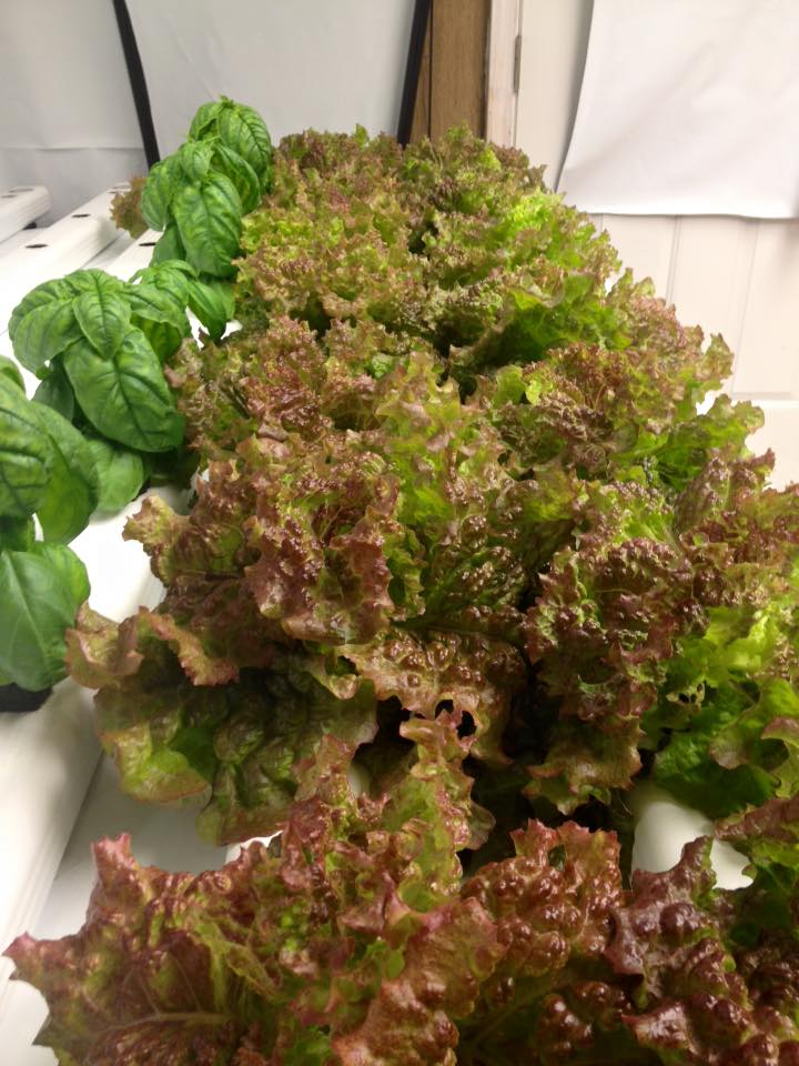 hydro lettuce basil.jpg