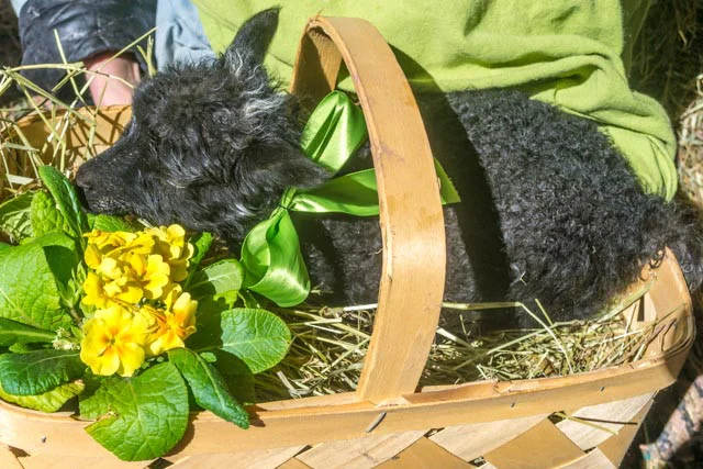 The Green Shepherd Farm