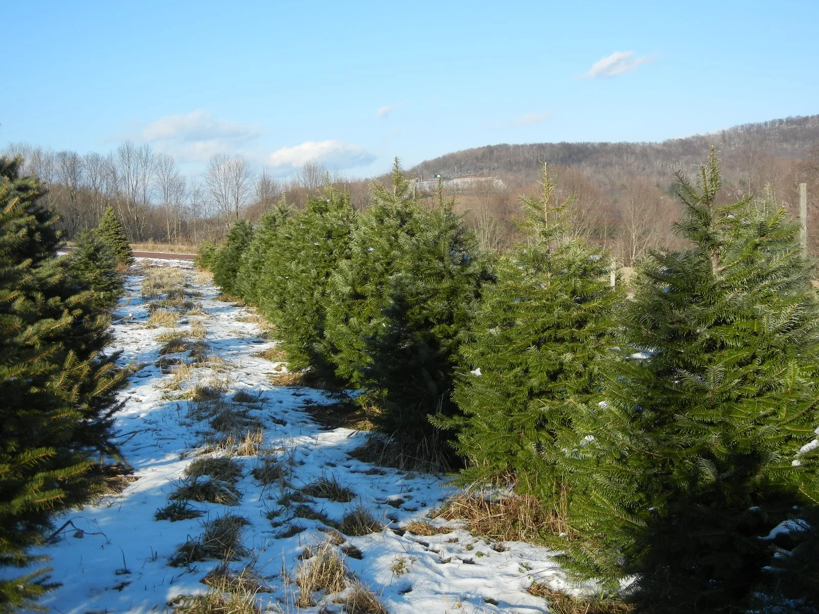 Robson's Christmas Trees