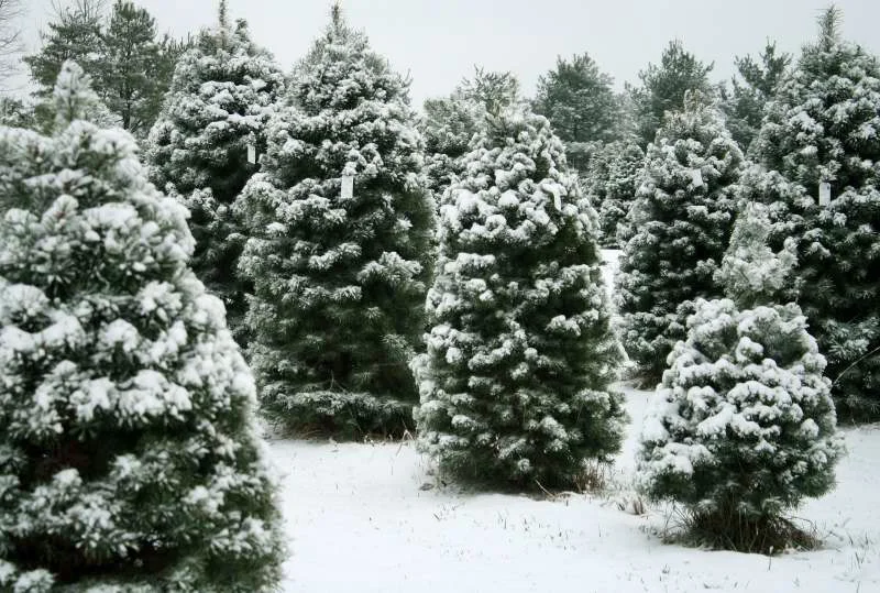 Hawley Family Tree Farm
