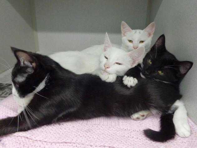 This family of cats is waiting for adoption at the Heart of the Catskills Humane Society in Delhi, NY. 