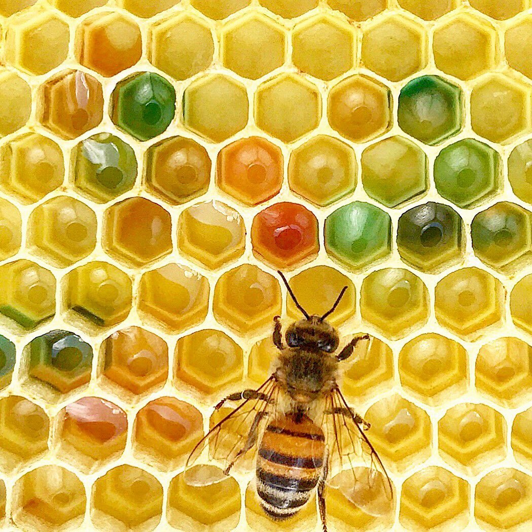 I found a kaleidoscope of Easter-egg-colored honey inside this hive!
 
The color of honey is determined by the flowers the bees collect nectar from on their foraging flights. However, this hive was located in a densely populated urban area where the 