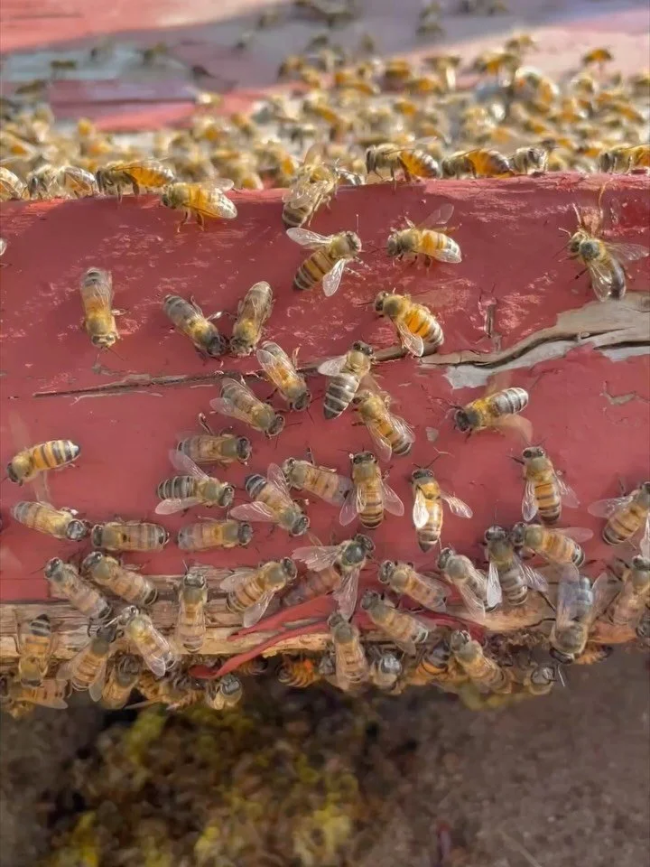 Can you find all three queens? The queen is the largest bee in the colony, with a different body shape than all the other bees.