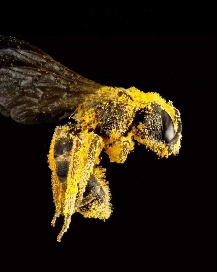 Today is World Bee Day, and my message is simple: There should be no debate over whether we need to save honeybees or native bees. We need all bees &mdash; and all bees need our help.

There are over 20,000 species of bees on Earth &mdash; that&rsquo