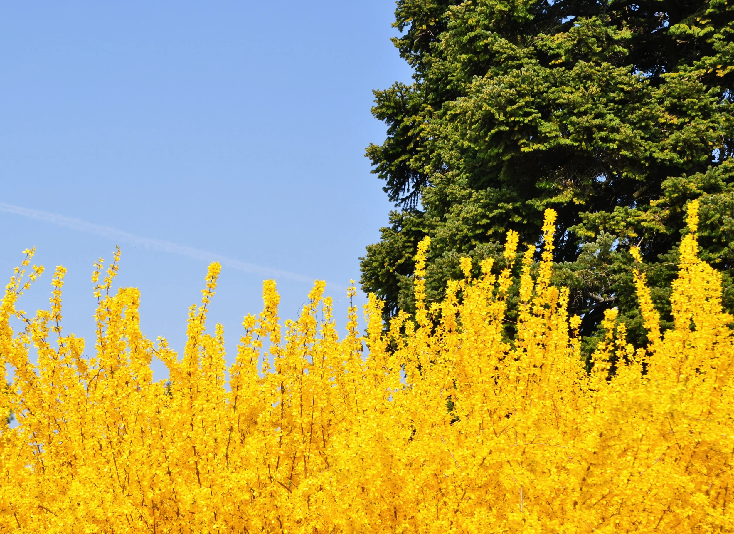 Yellow and Blue Make Green