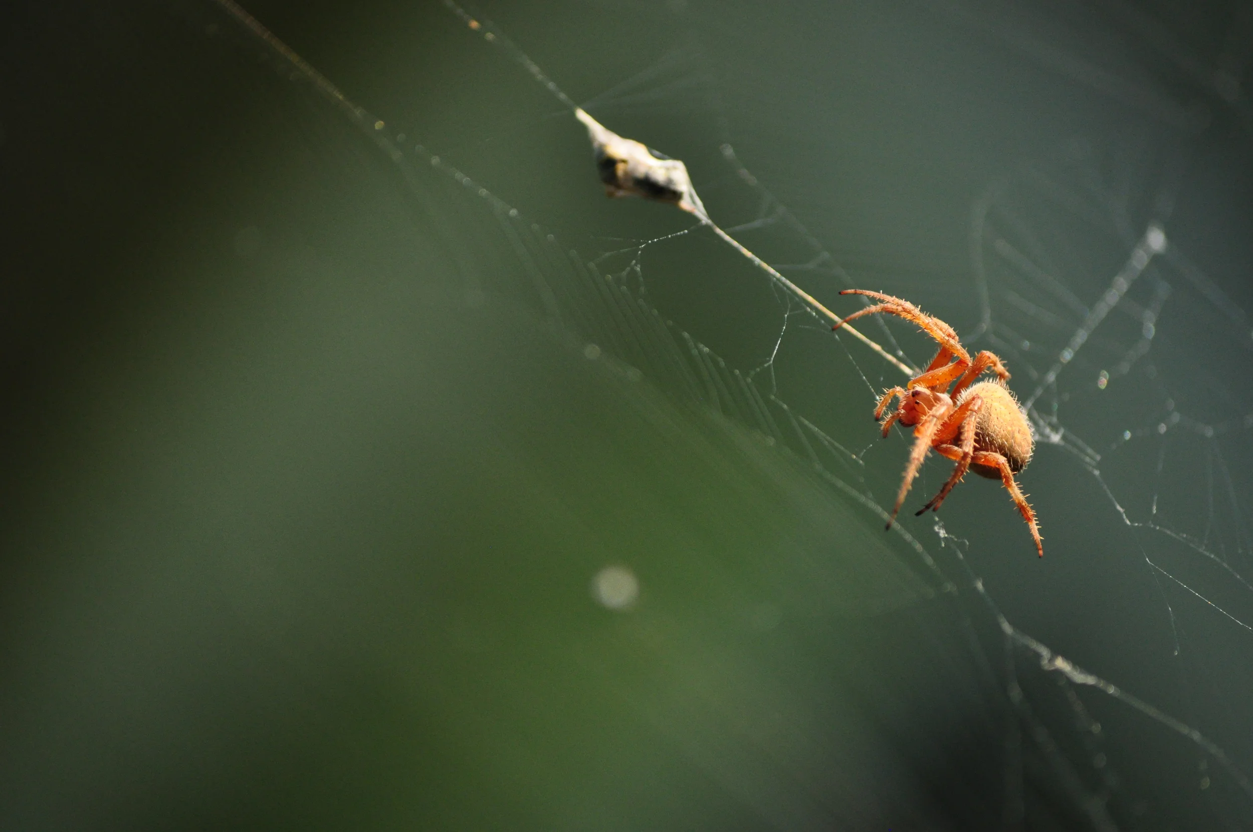 Charolette's Breakfast