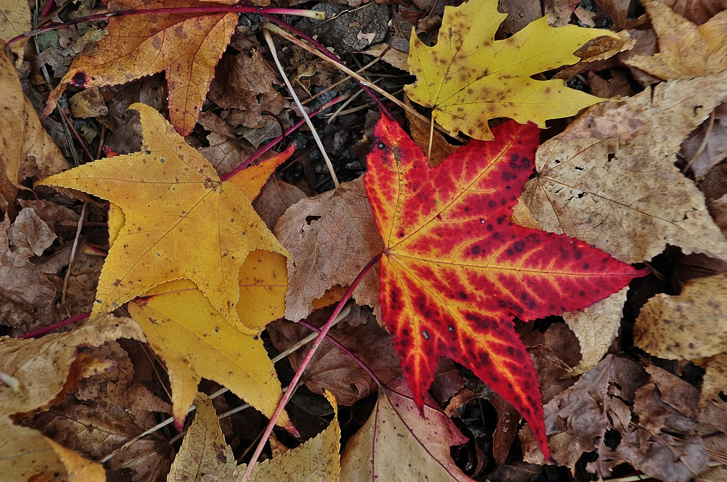 Mother Nature's Masterpiece