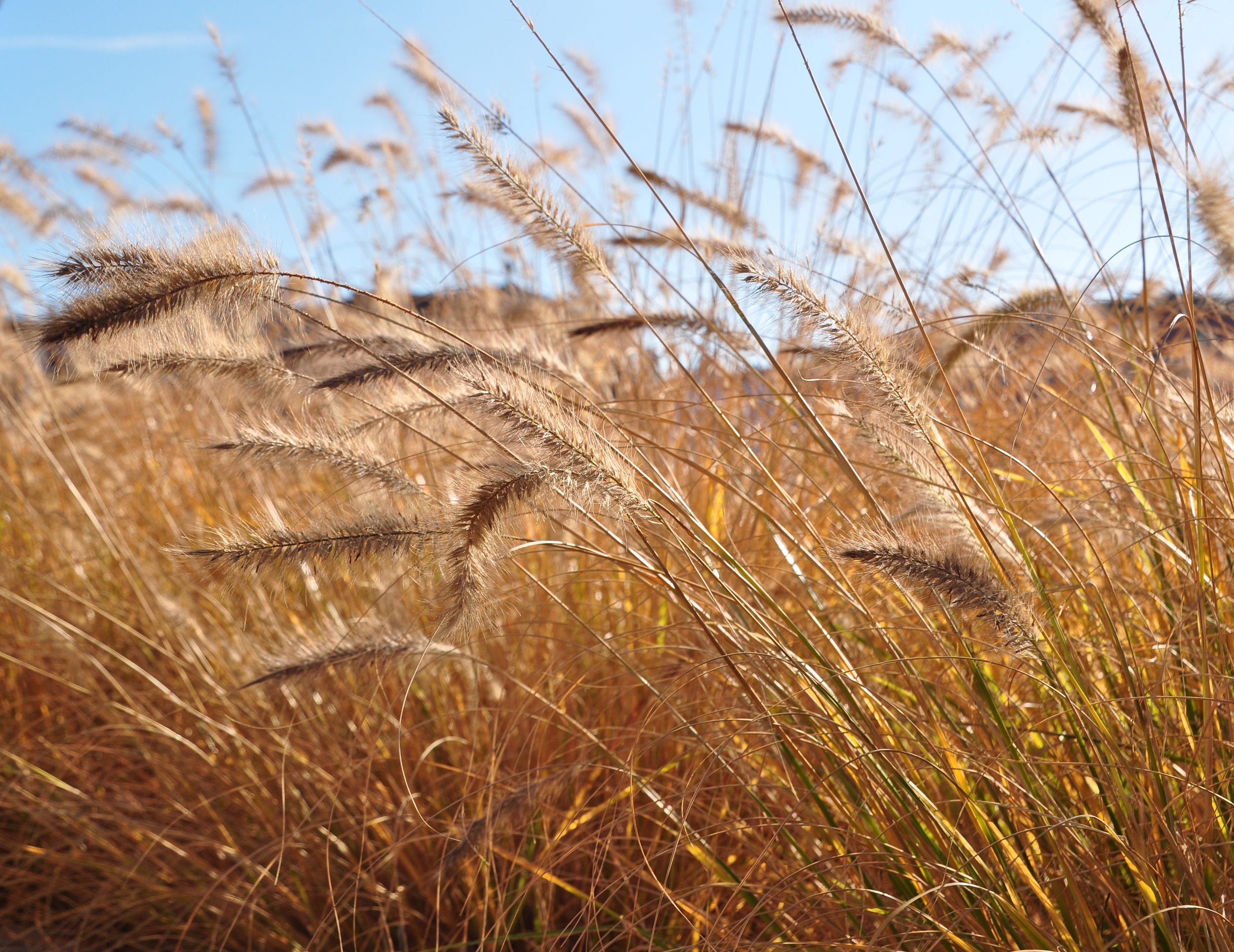 Patch of Gold