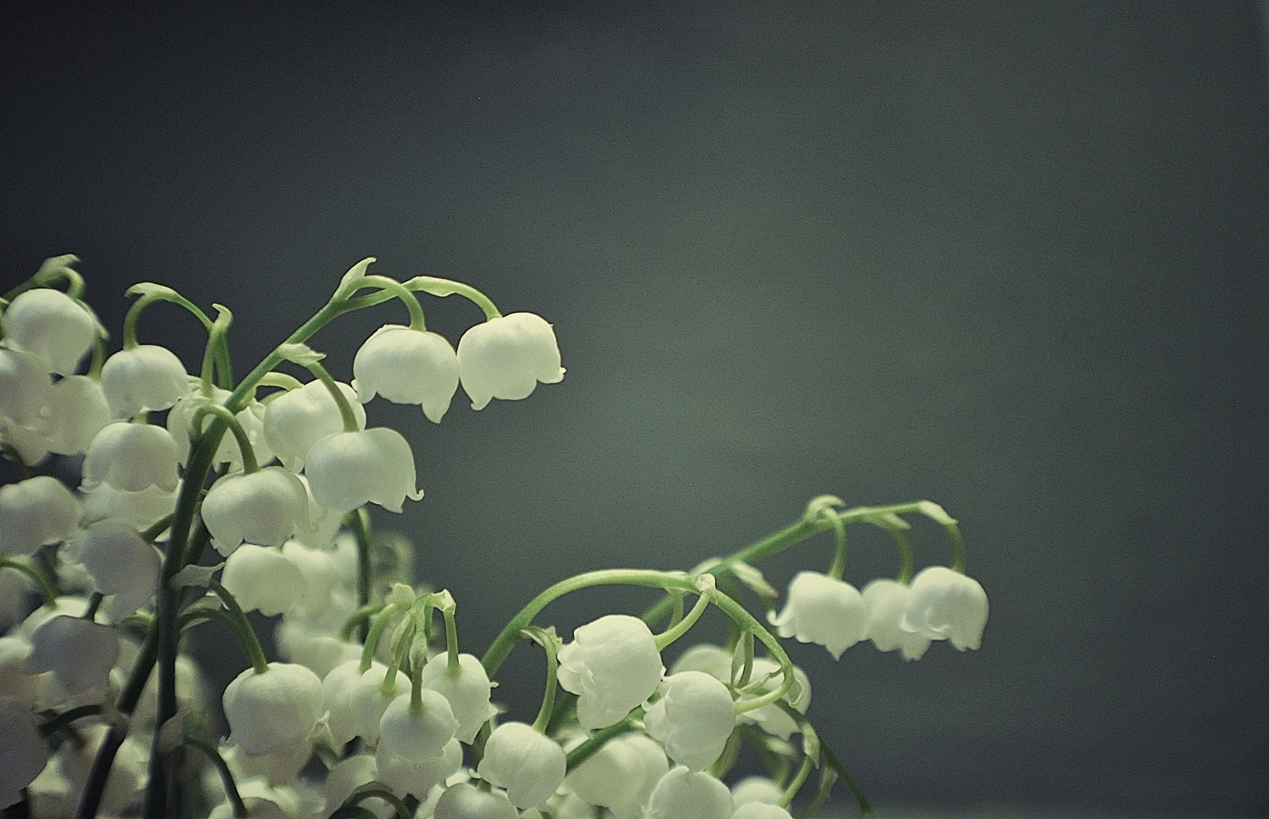 Lily of the Valley