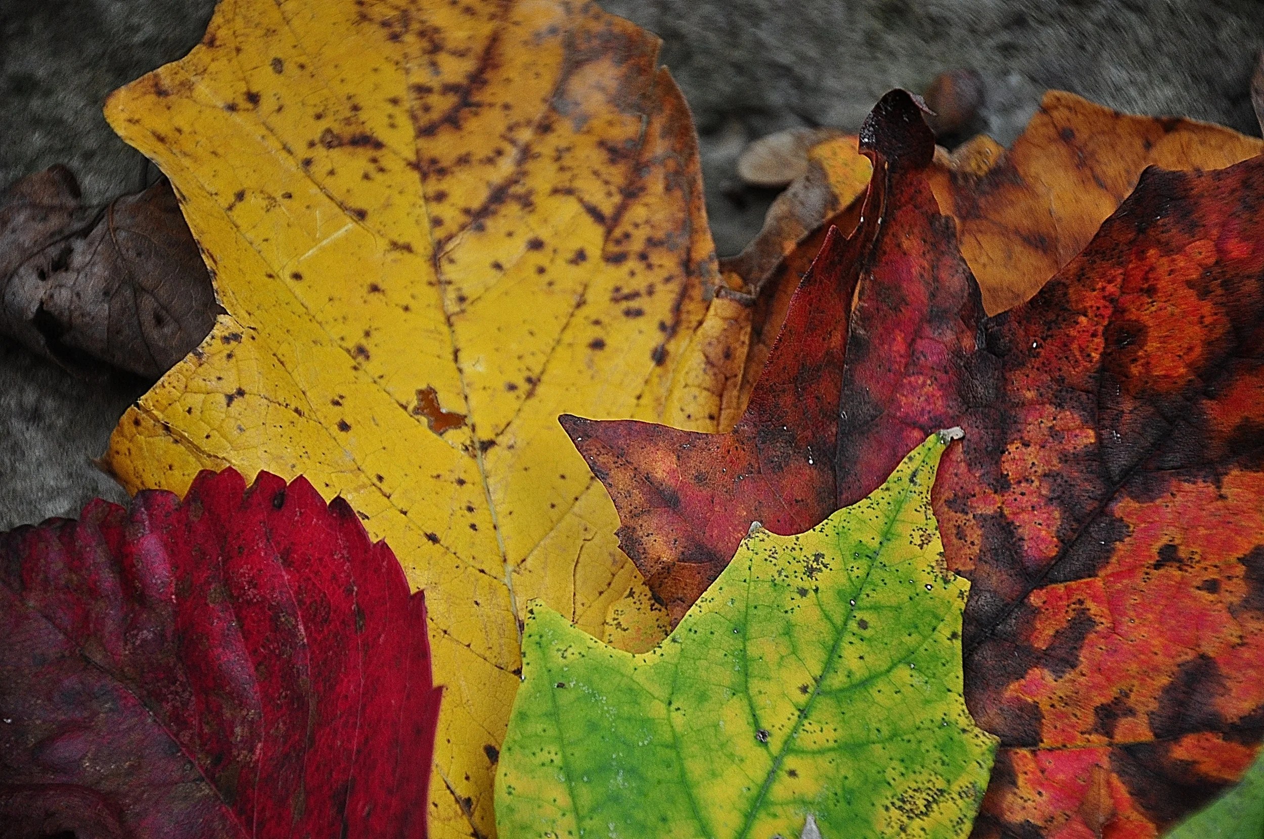 Fall Rainbow
