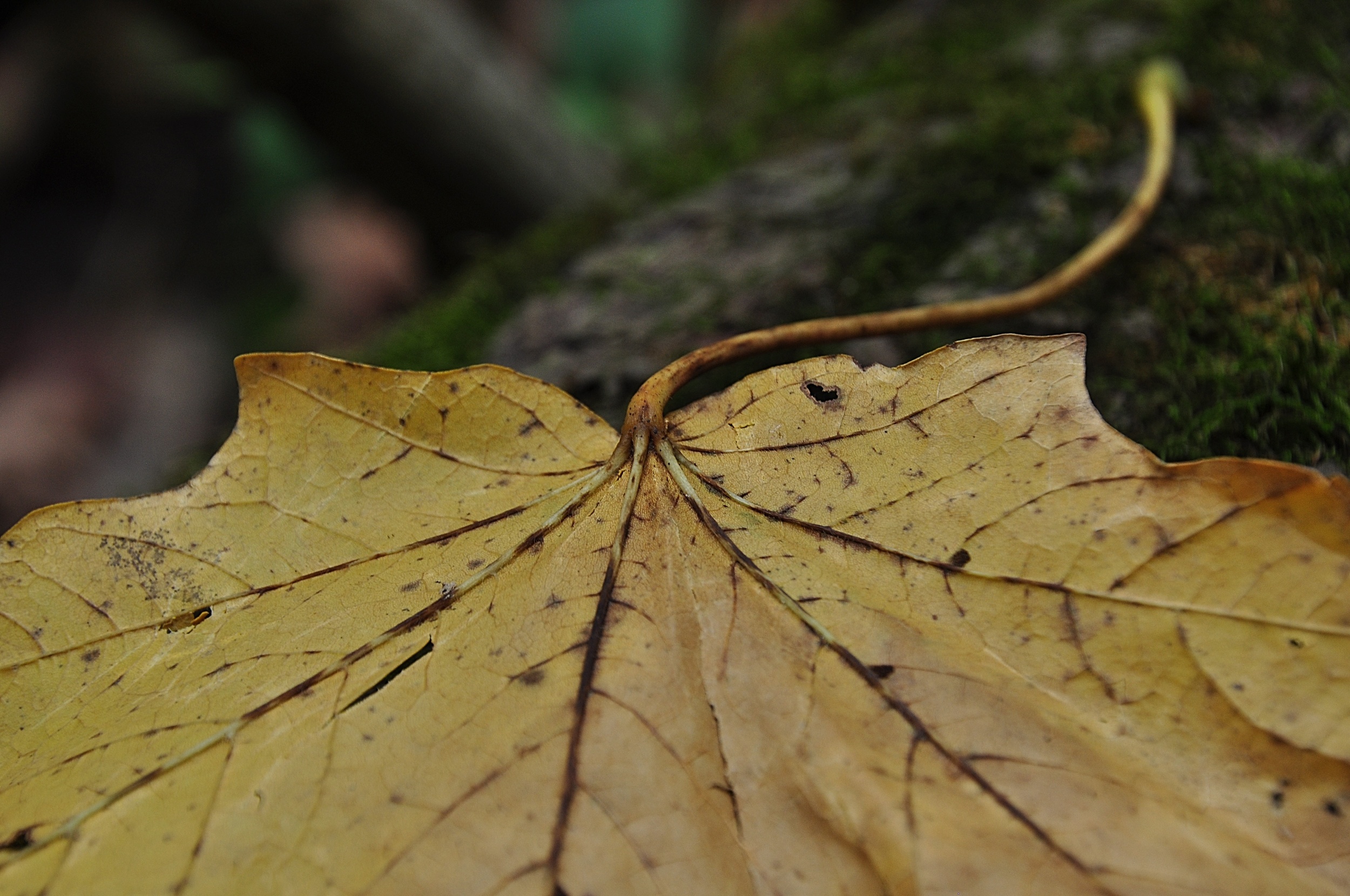 Autumn Lines
