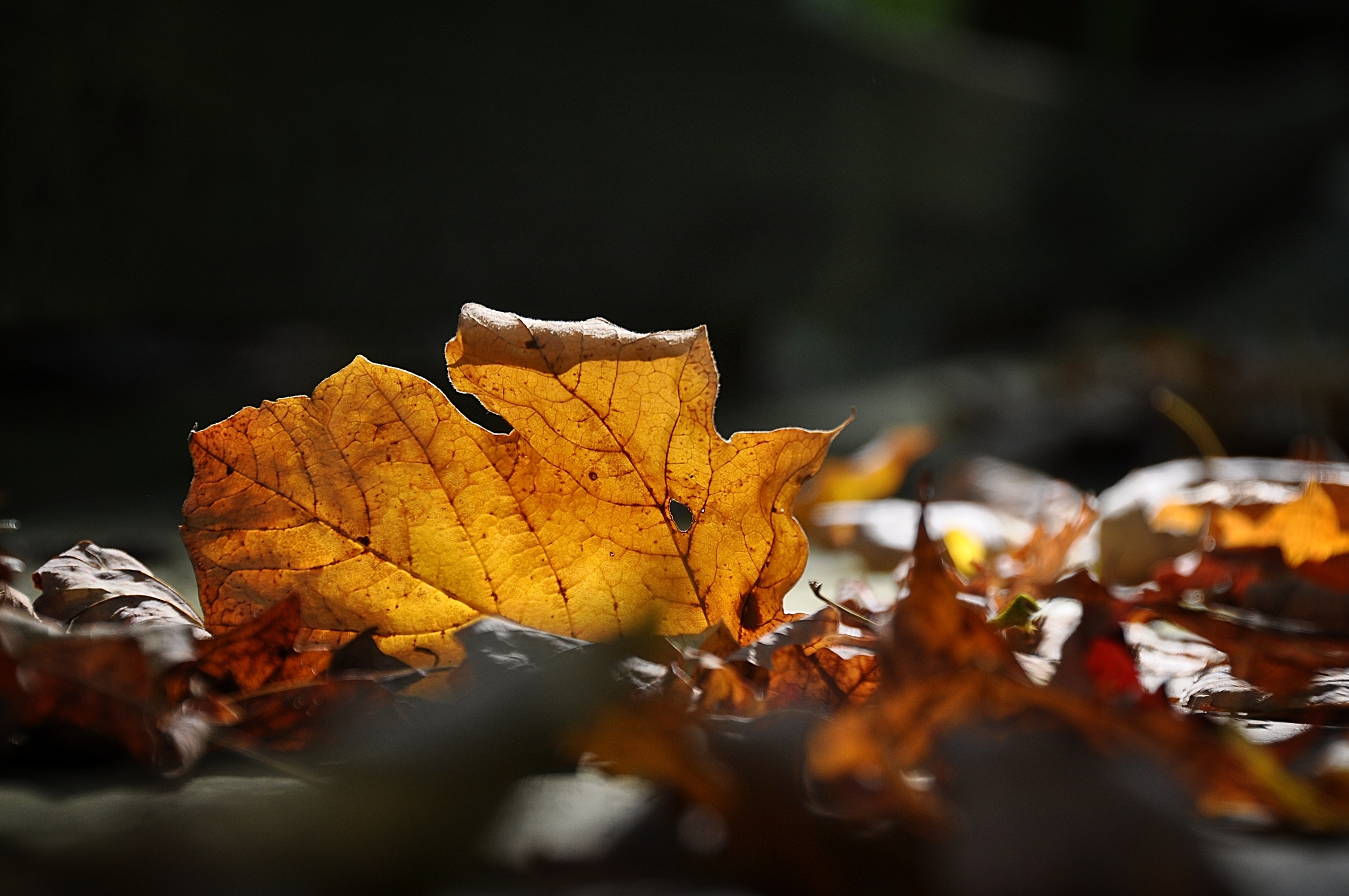 Golden Light