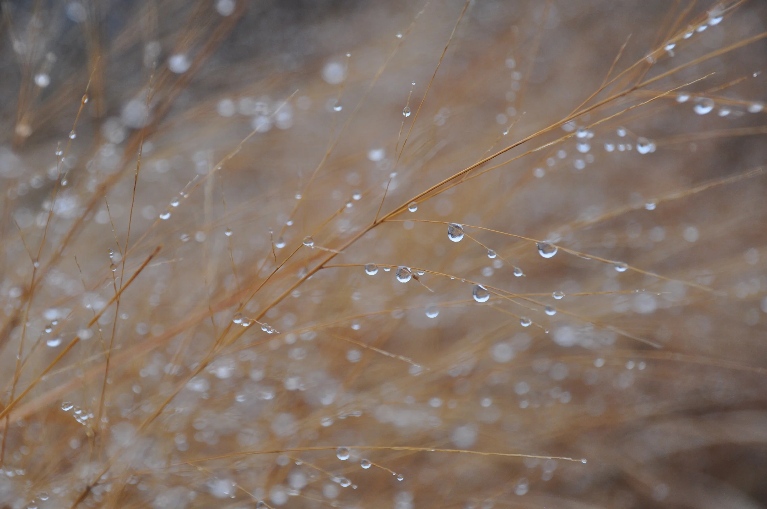 Rain Drops