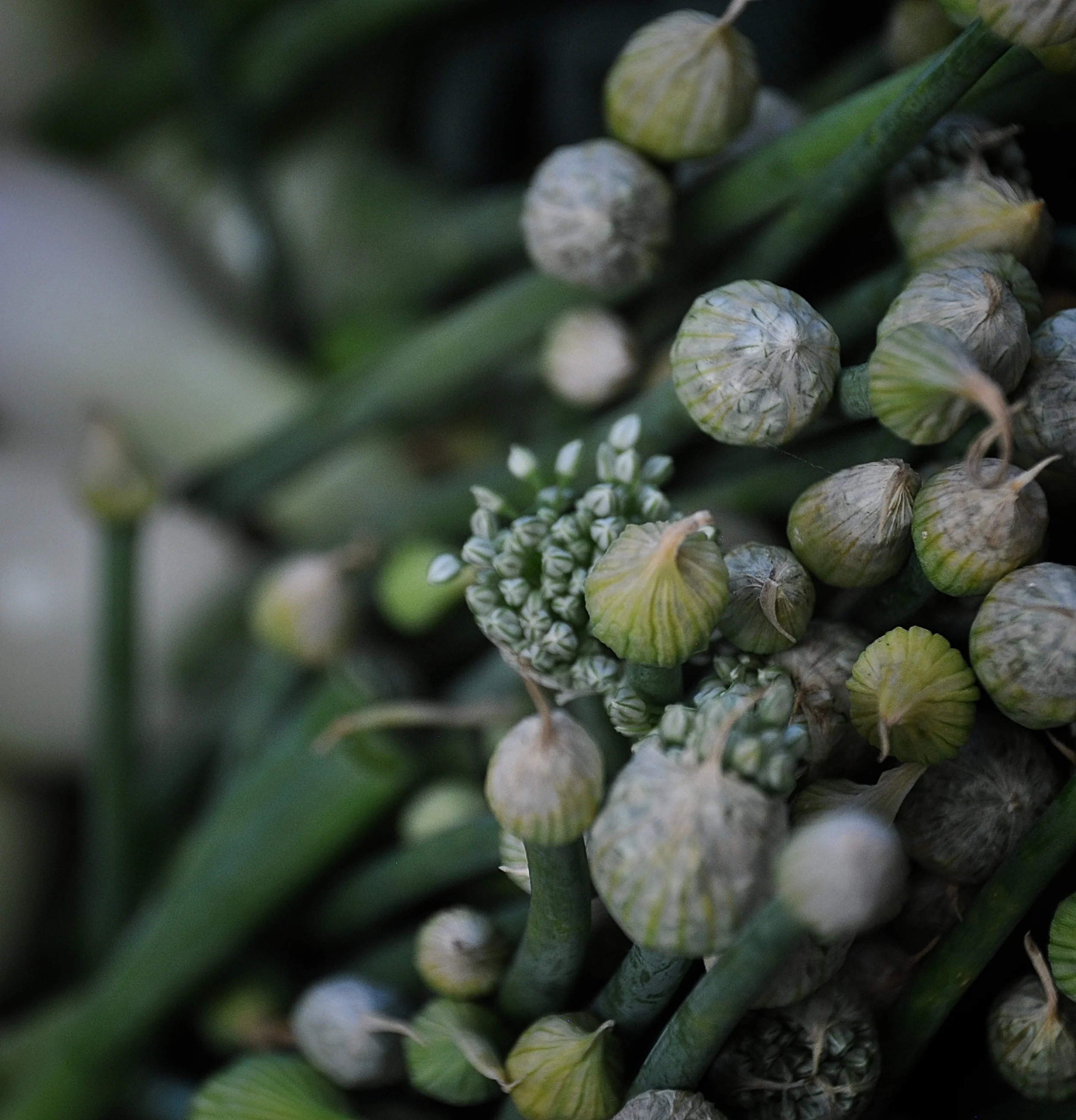 Farmer's Market