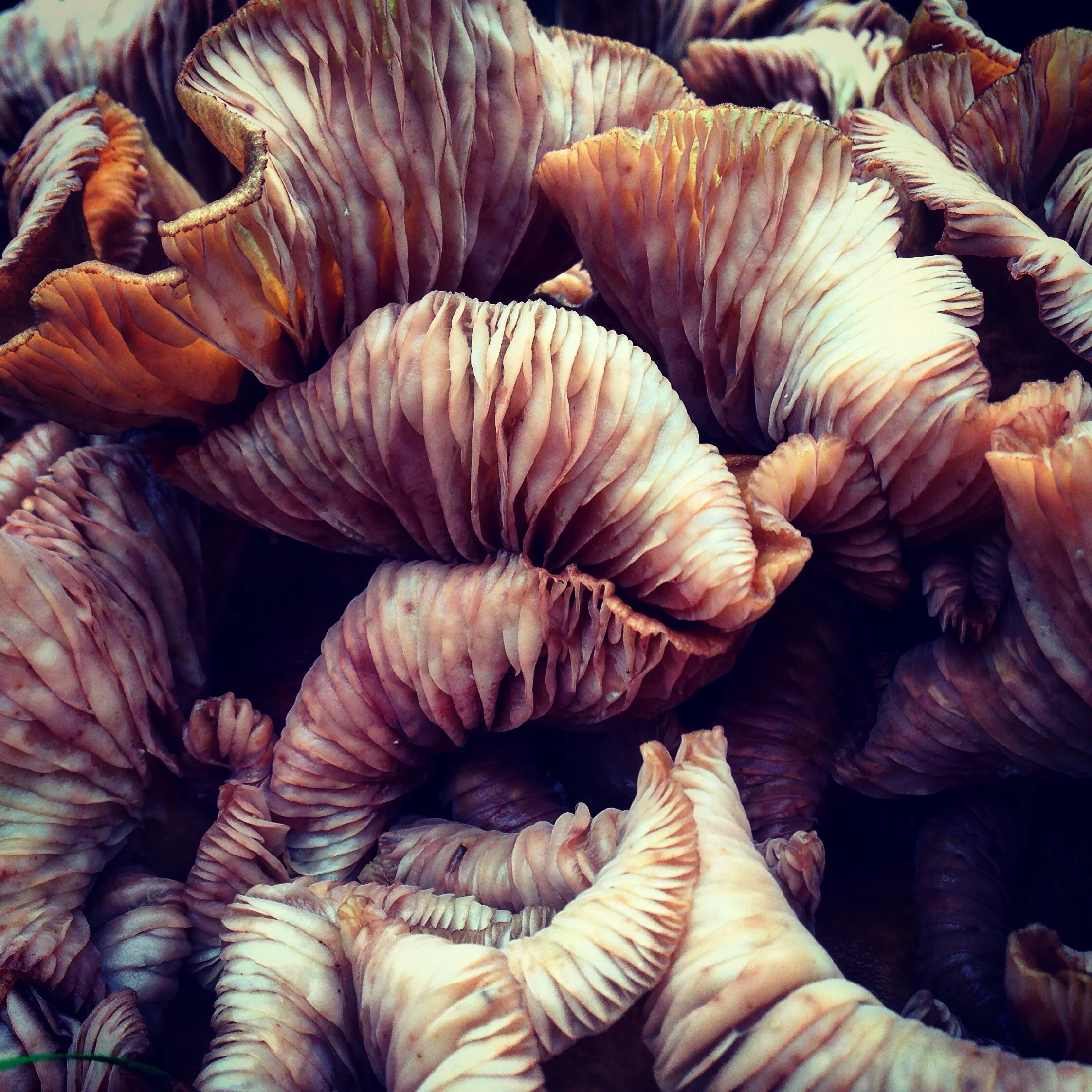 Folding Fungi