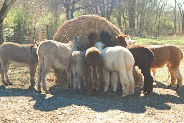 alpaca hay 2249.jpg