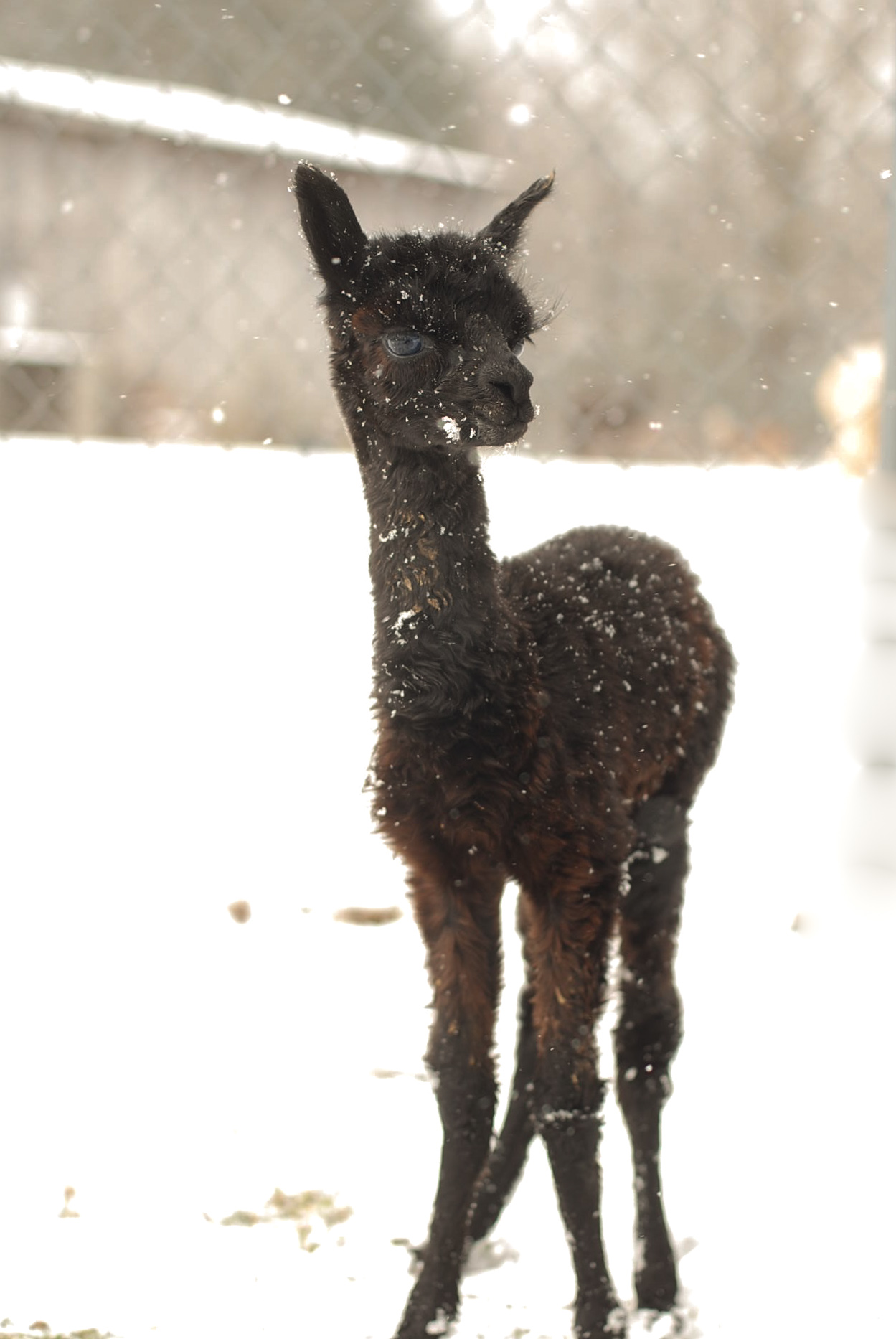Ophelia's first snow