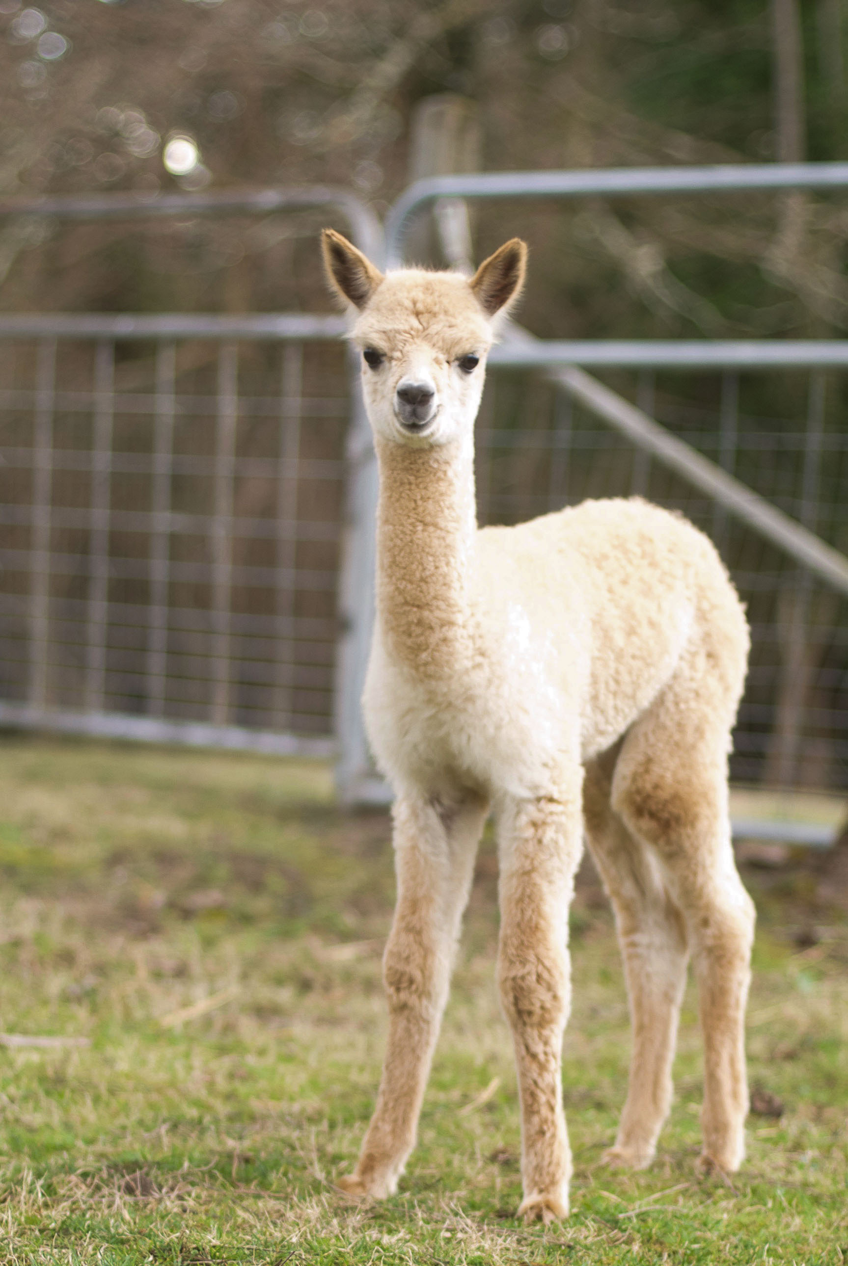 Clementine, two weeks