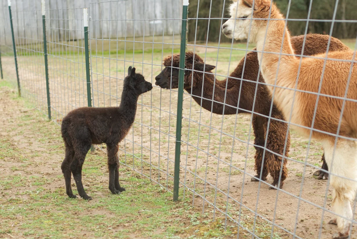 Cria introductions