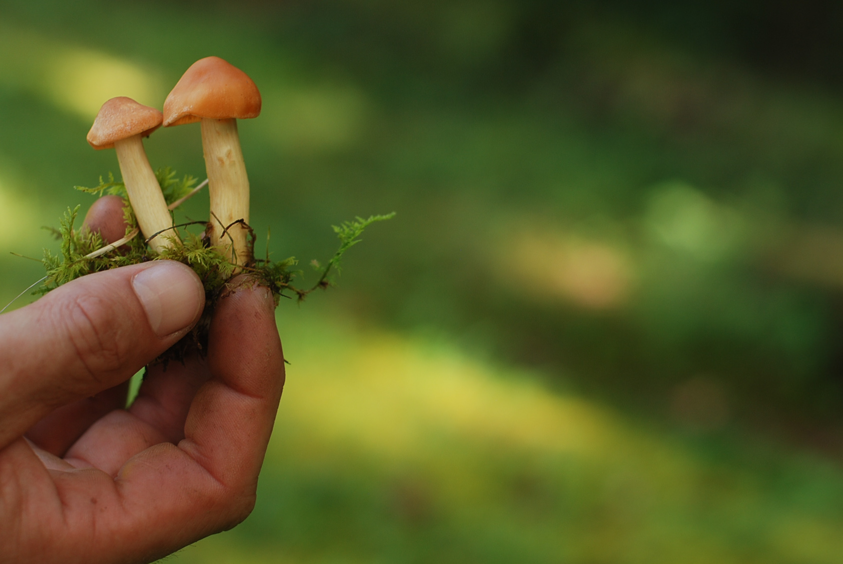 After Alissa's class, I soon realized my neighbor's yard is Mushroom Paradise.