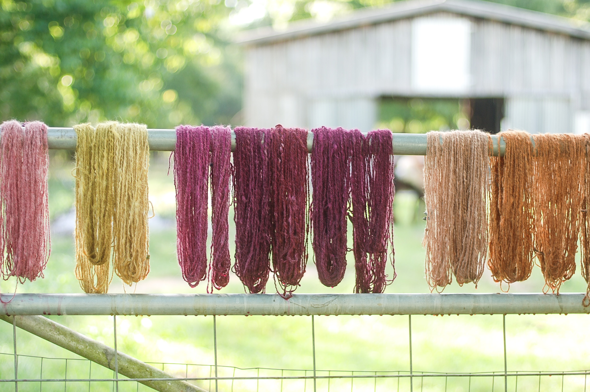 Handspun Yarn dyed with locally foraged color