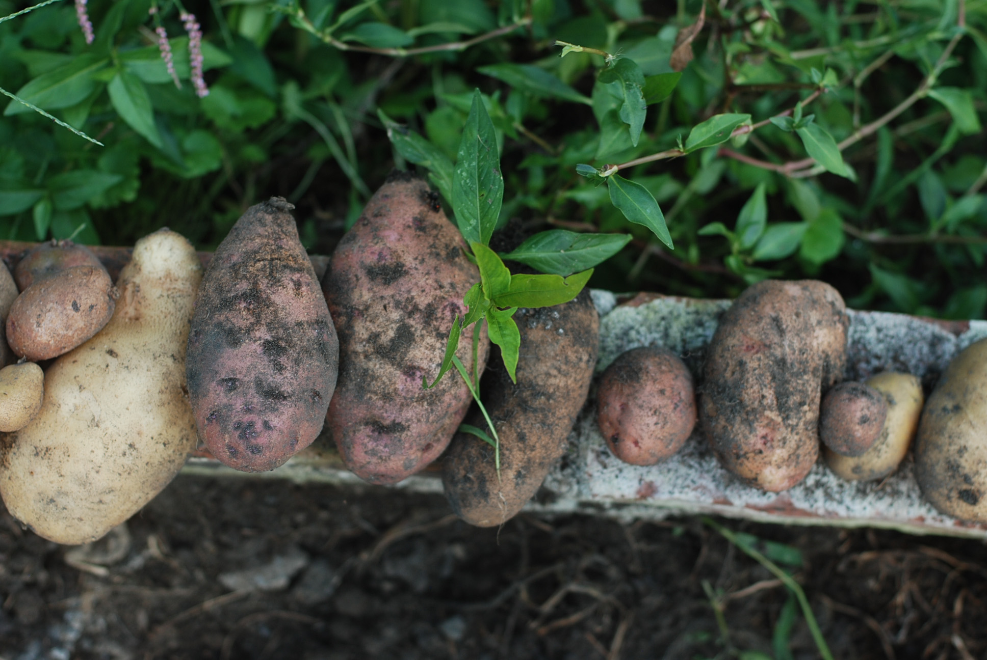 First potato harvest! 