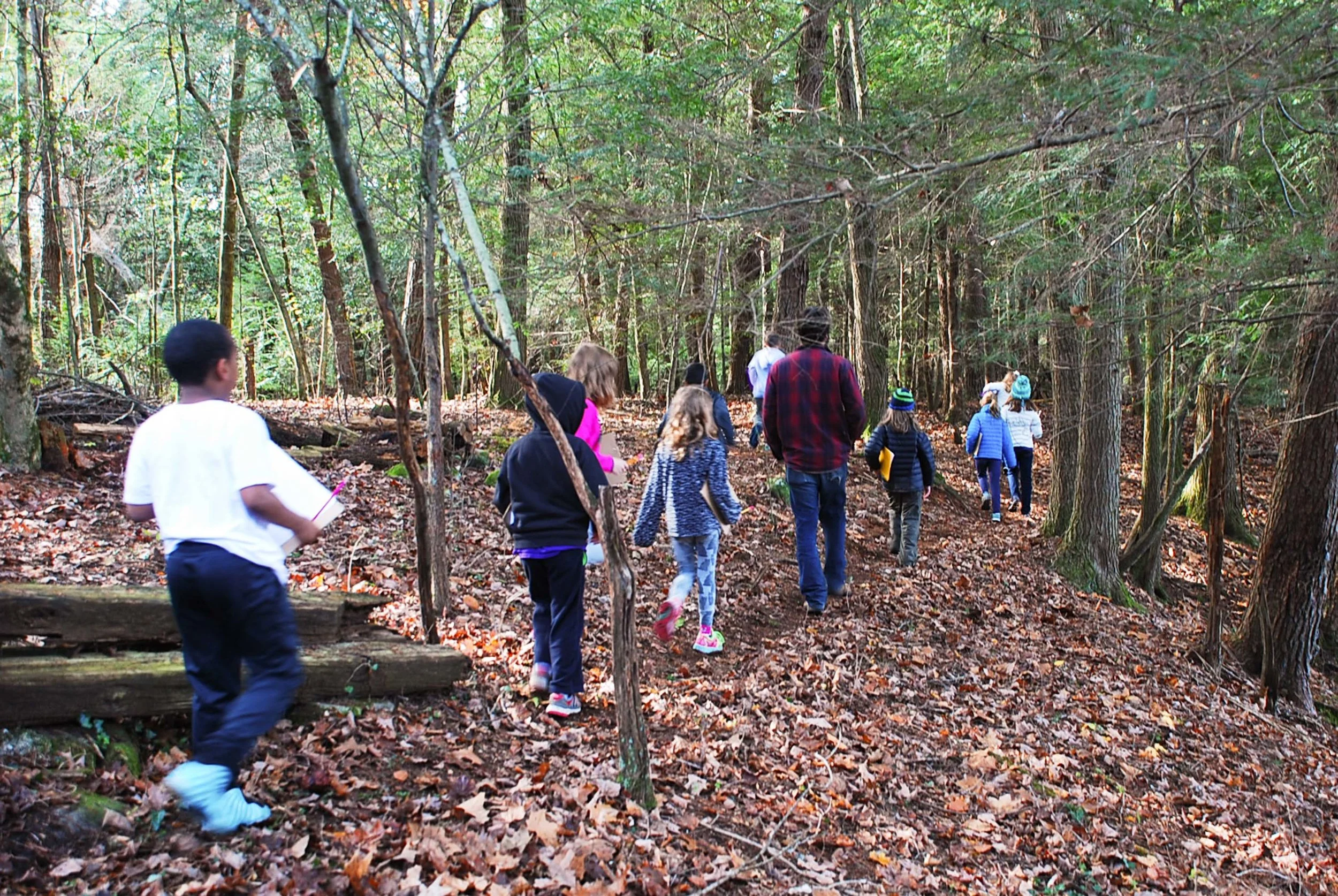 Into the woods, 11.17