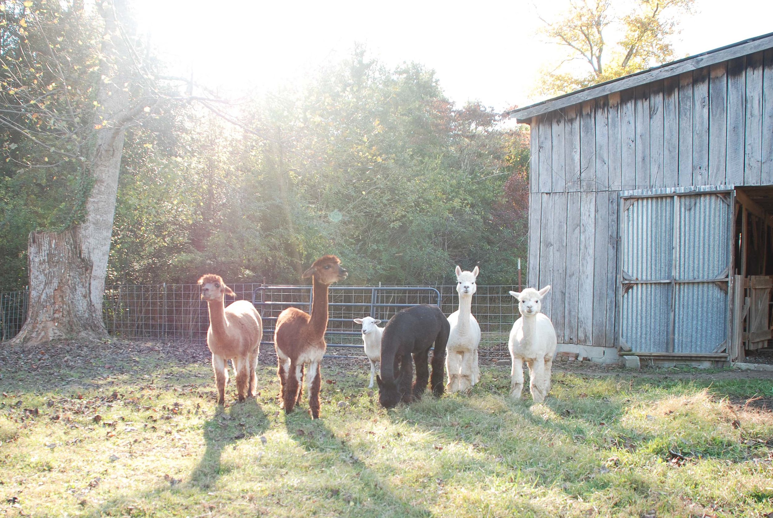 Girls front pasture autumn-2.jpg