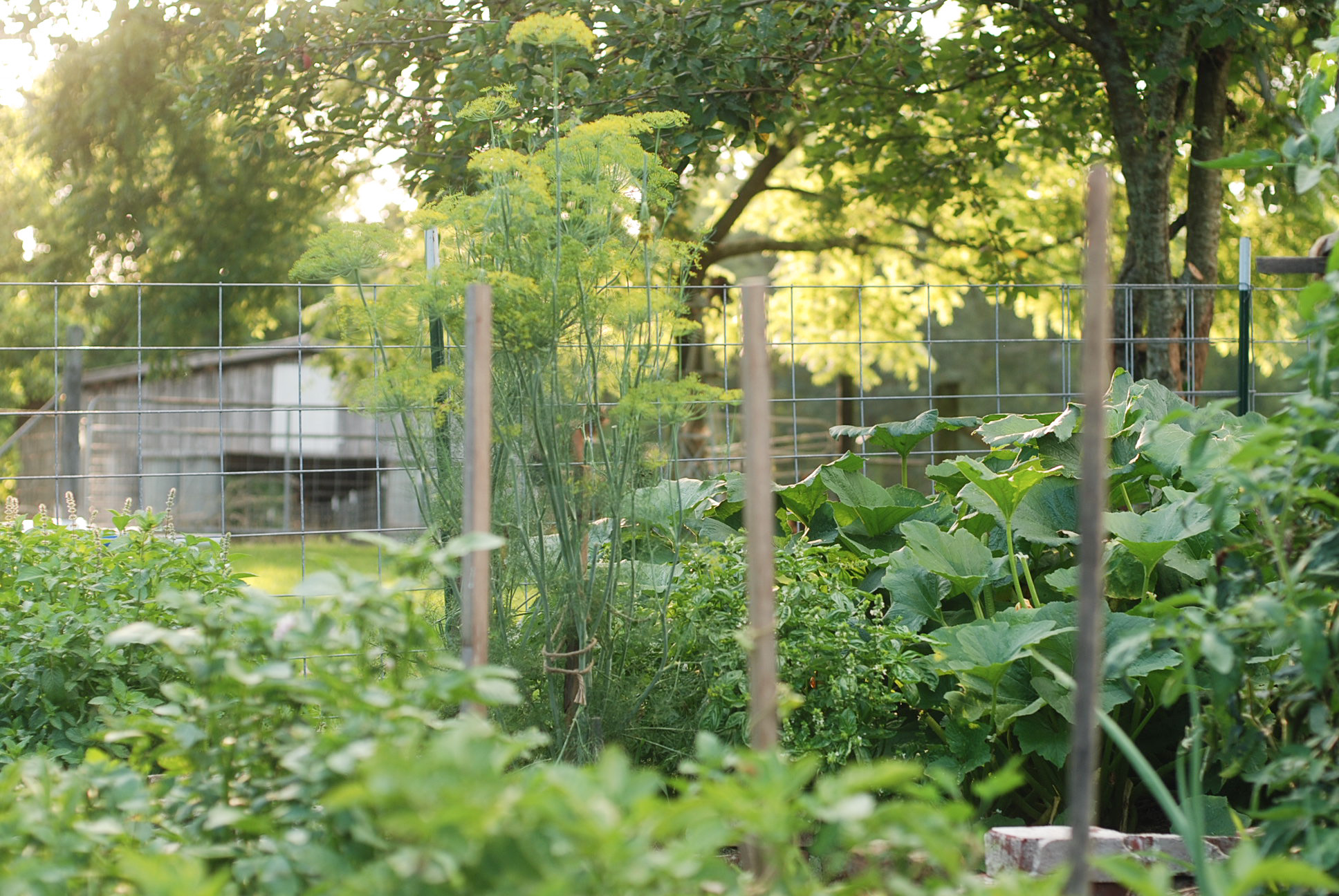 Garden-3.jpg