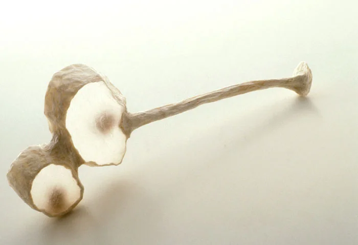 Teasel Wand , 2001, paper, 7 x 14 x 3 in.