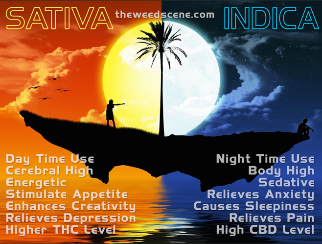 One day soon cannabis will be legalized fully, AS IT SHOULD BE .