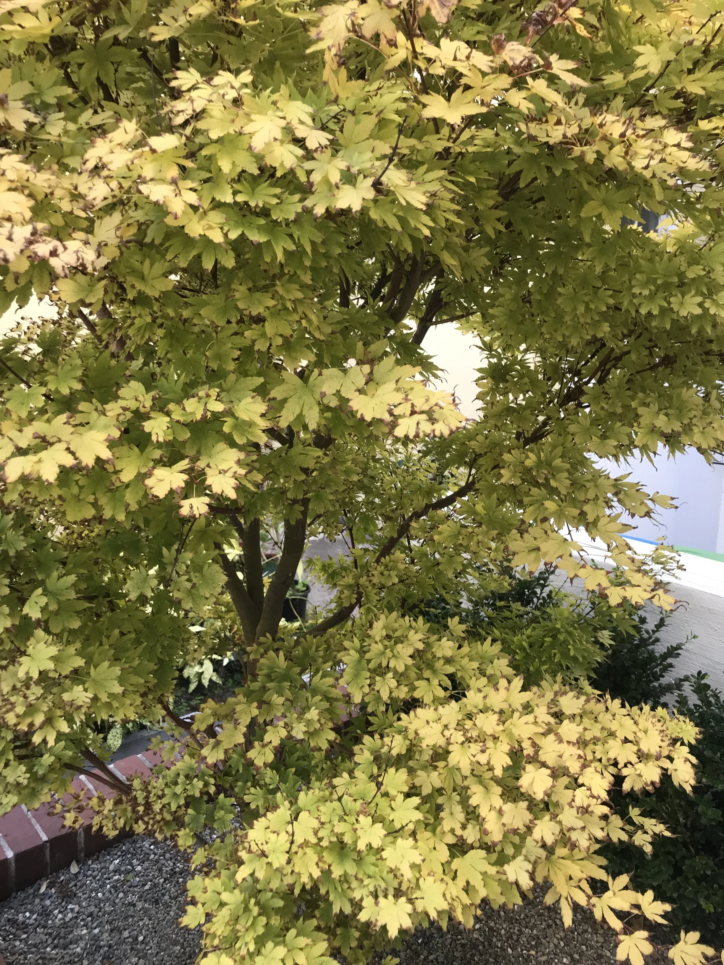 IMG_2798.jpeg