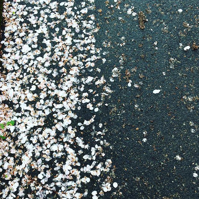 Confetti flowers sprinkle the ground! #portlandspring #spring #portlandlife #dayoff #getoutsideandplay #nature #getoutside