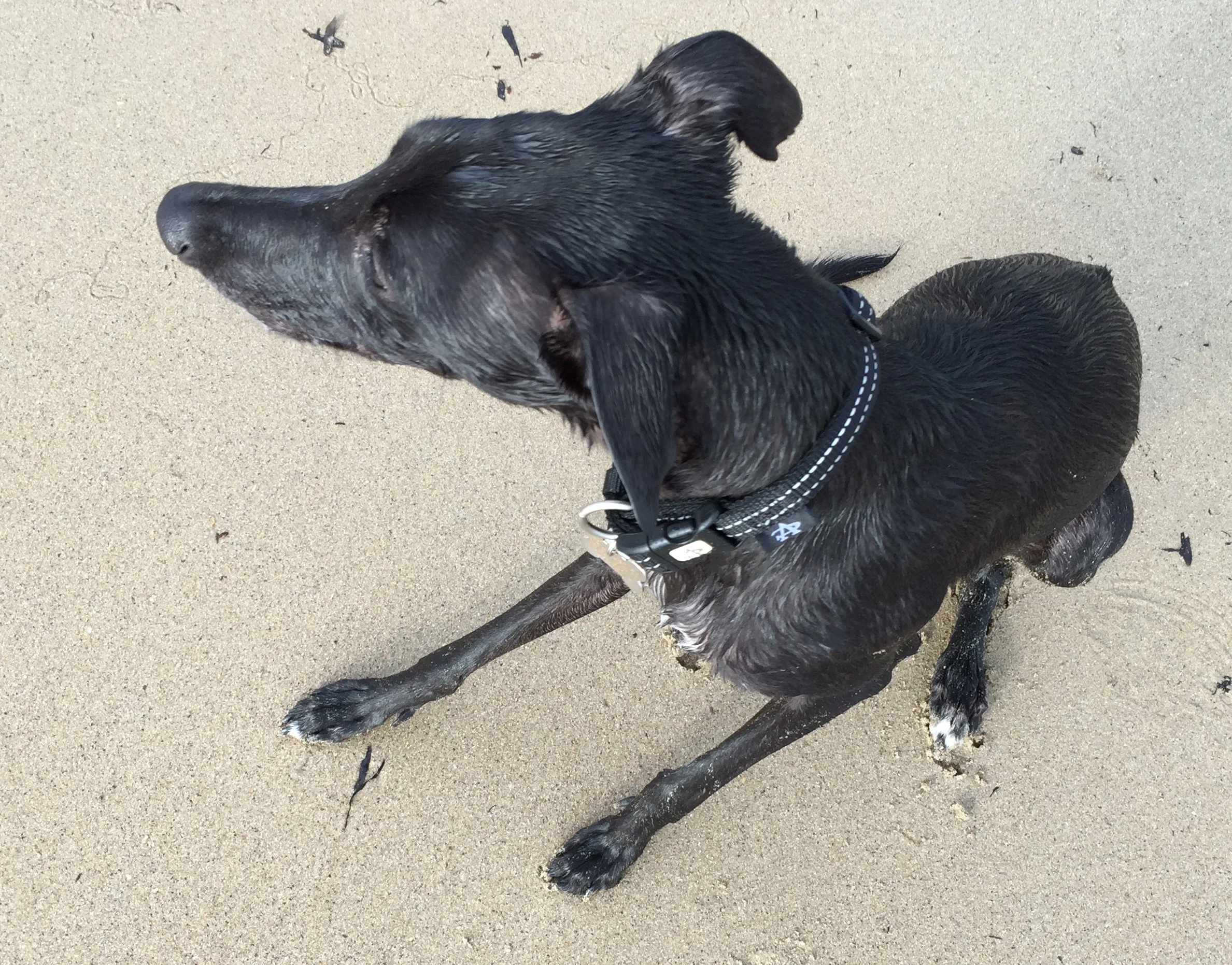 Looking like a drowned rat after our first dip. It was meant to be a paddle but the water at the beach doesn't stay puddley-shallow all the way out. Who knew?