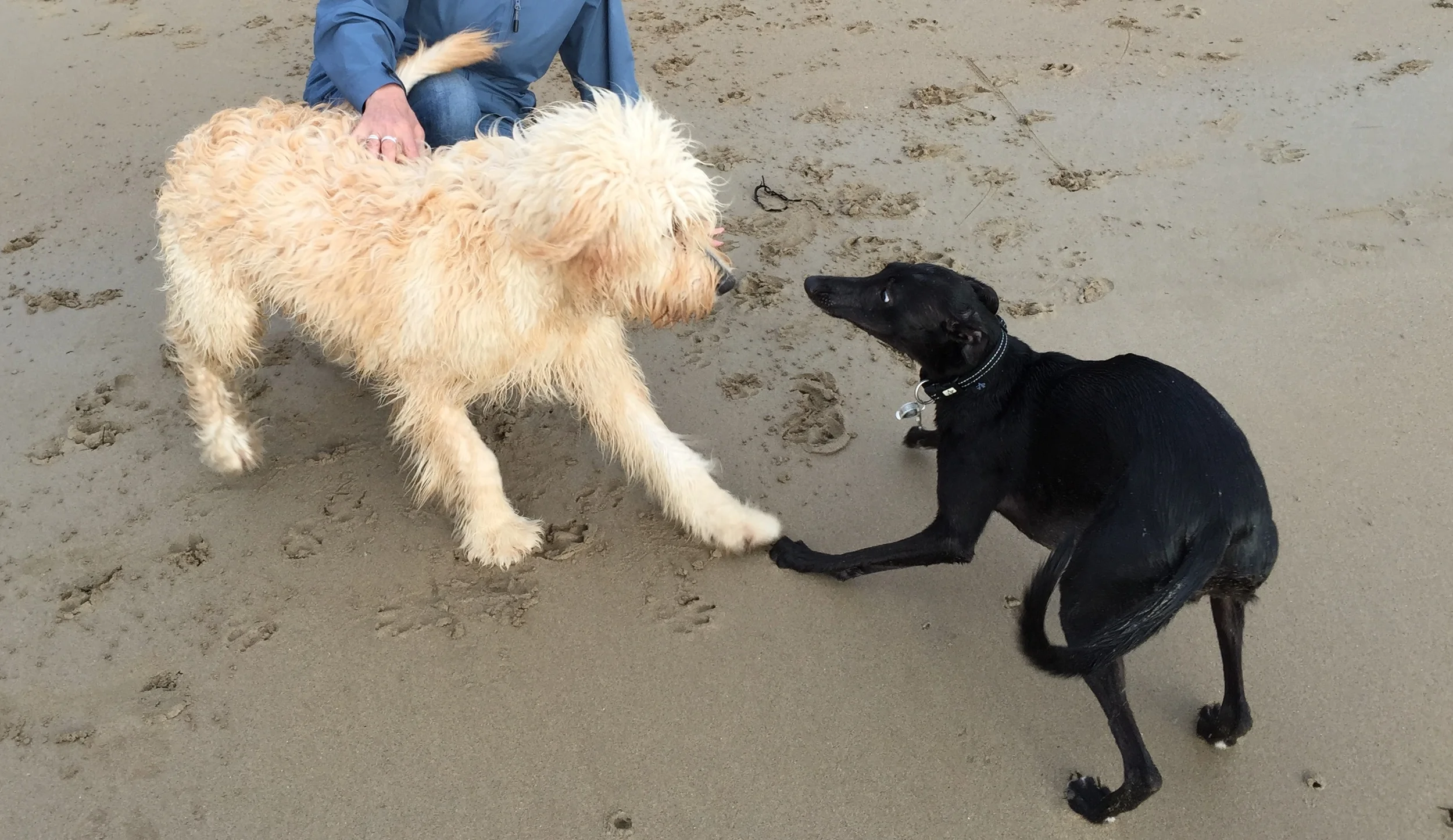 Meeting Sunshine, a groodle (golden retriever poodle) with as little brain and as much heart and exuberance as a whippet.
